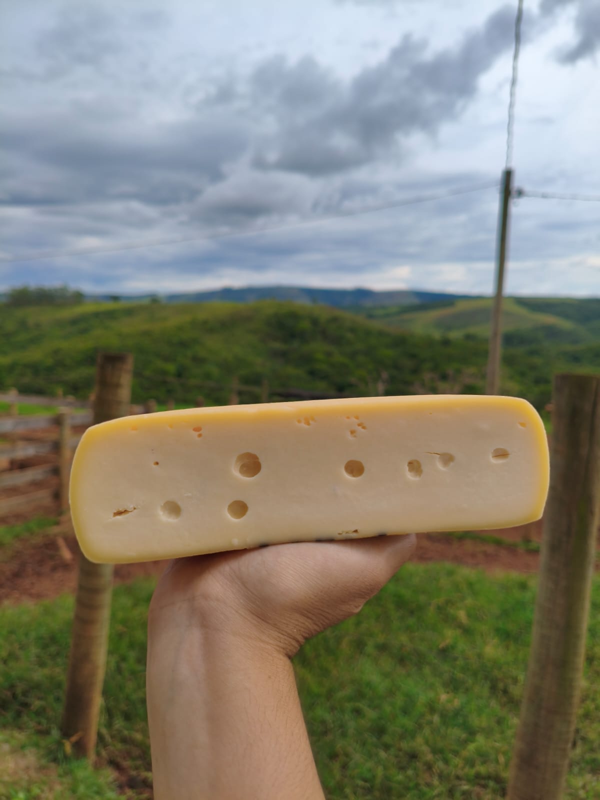 Meia peça de queijo Canastra, com casca amarela e massa clara, diante de uma paisagem rural